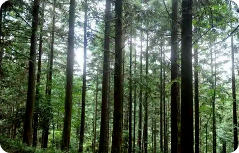 上杭白砂国有林场助推乡村振兴系列报道（一）——省级保障性苗圃
