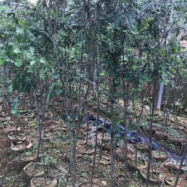 红豆杉容器大苗