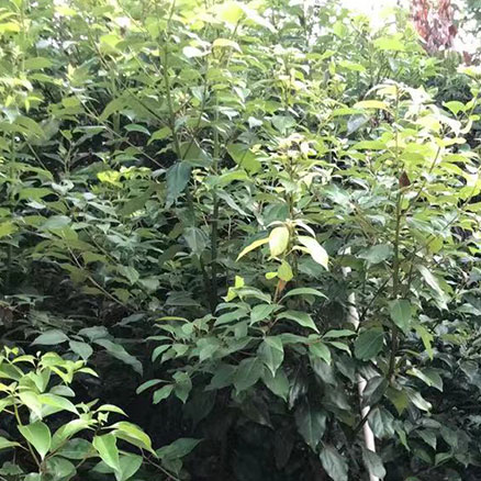 香樟容器大苗