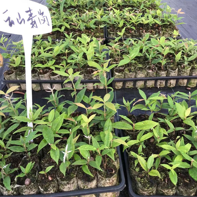 云山青冈轻基质苗
