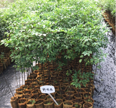 野鸭椿容器苗