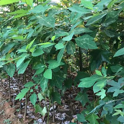 檫树容器大苗