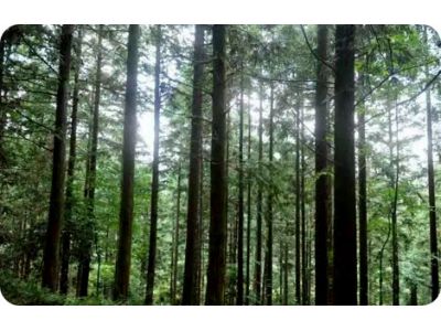 上杭白砂国有林场助推乡村振兴系列报道(一)——省级保障性苗圃