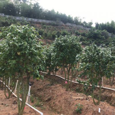 茶花种质资源库