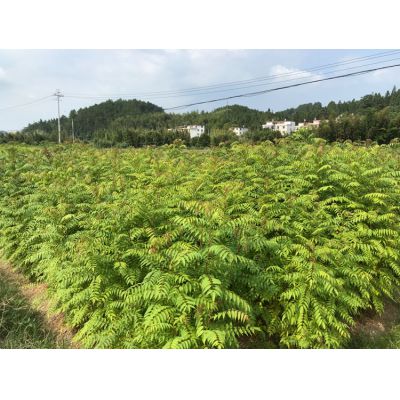 大果马蹄荷