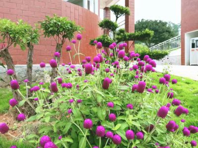 苗圃环境图