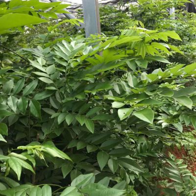 降香黄檩容器苗