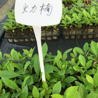 火力楠轻基质苗