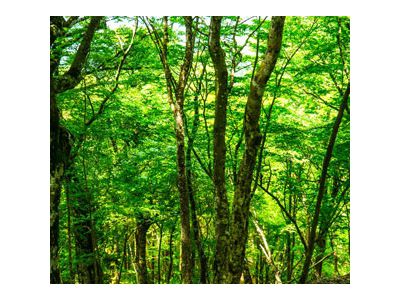 上杭白砂林场苗圃小编分享苗木栽培技术