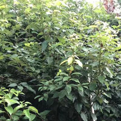 香樟容器大苗