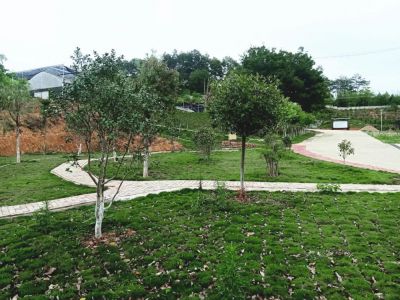 苗圃环境图